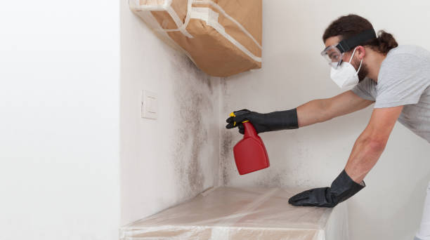 Professional Basement Mold Remediation technician working in Boswell, PA