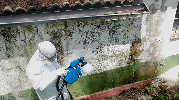 Top rated local Basement Mold Remediation specialists in Boswell, PA
